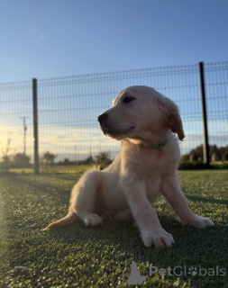 Photo №1. golden retriever - à vendre en ville de Amsterdamscheveld | 200€ | Annonce №158086