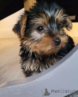 Photo №3. Chiots Teacup Yorkie à adopter. Italie