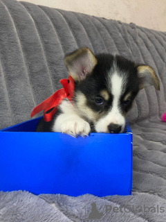 Photo №3. Chiots corgi gallois. Biélorussie