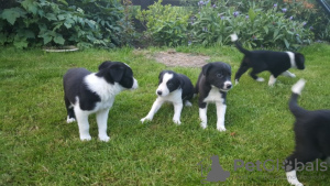 Photo №3. Adorable border collie disponible. La Grande-Bretagne