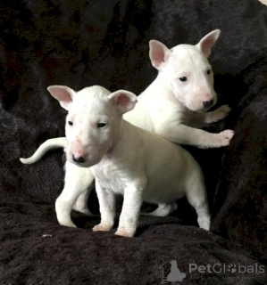 Photo №1. bull terrier - à vendre en ville de Lige | négocié | Annonce №170817