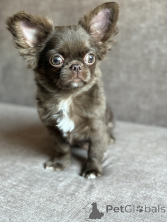 Photo №1. chihuahua - à vendre en ville de Minsk | 600€ | Annonce №166399
