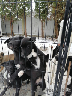 Photo №3. Olha Kalnytska. Pologne