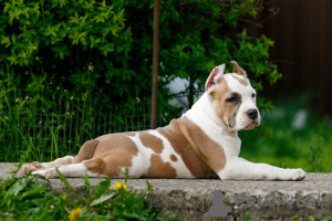 Photos supplémentaires: Chiot staffordshire terrier