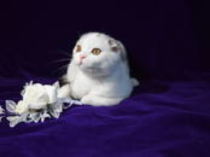 Photo №2 de l'annonce № 2231 de la vente scottish fold - acheter à Biélorussie éleveur