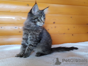 Photo №3. Vente d'un chaton Maine Coon affectueux, couleur tigre noir. Ukraine