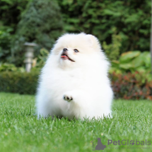 Photos supplémentaires: Chiots Spitz de Poméranie,