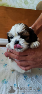 Photos supplémentaires: Vendre Tsutsenya Shih Tzu