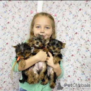 Photo №1. yorkshire terrier - à vendre en ville de Patras | 300€ | Annonce №78564