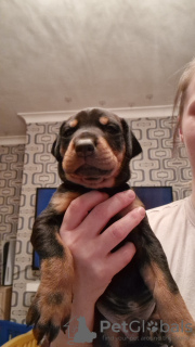 Photo №1. dobermann - à vendre en ville de Düsseldorf | 300€ | Annonce №90346