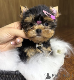 Photo №1. yorkshire terrier - à vendre en ville de Heusenstamm | 580€ | Annonce №174989