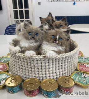 Photo №2 de l'annonce № 154915 de la vente ragdoll - acheter à Suisse éleveur
