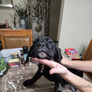 Photo №1. cane corso - à vendre en ville de Zernez | 700€ | Annonce №158577