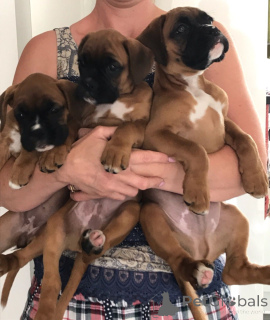 Photo №3. Chiots Boxers.. Belgique