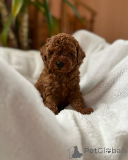 Photo №2 de l'annonce № 155839 de la vente caniche (jouet) - acheter à Allemagne éleveur