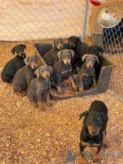 Photo №1. dobermann - à vendre en ville de Aarhus | 750€ | Annonce №173502