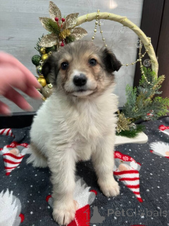 Photo №1. chien bâtard - à vendre en ville de Eaux minérales | Gratuit | Annonce №161709