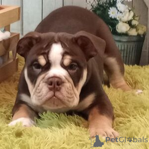Photo №1. american bully - à vendre en ville de Bad Wildungen | 500€ | Annonce №151468