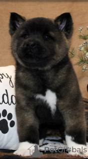 Photo №2 de l'annonce № 50498 de la vente akita (chien) - acheter à USA annonce privée