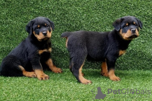 Photos supplémentaires: Chiots Rottweiler disponibles