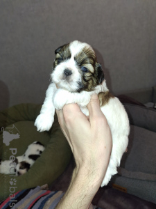 Photo №4. Je vais vendre lhassa apso, maltipu, pékinois, spitz nain, caniche (jouet), shih tzu en ville de Riga. annonce privée, de la fourrière, éleveur - prix - 750€