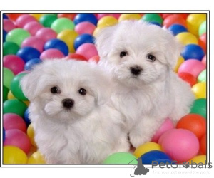 Photo №1. bichon maltais - à vendre en ville de Hennigsdorf | 350€ | Annonce №147609