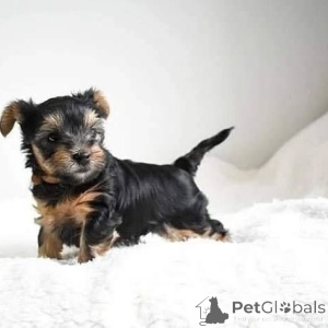 Photo №1. yorkshire terrier - à vendre en ville de Budva | 550€ | Annonce №163039