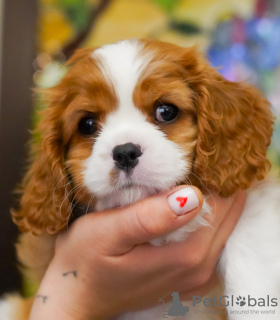 Photo №3. Douce fille Cavalier King Charles Spaniel Amélie. Allemagne