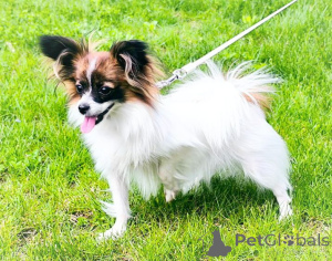 Photo №3. Papiyon, Papillon. L'Autriche