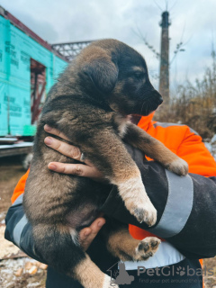 Photos supplémentaires: Les bébés chiots recherchent de toute urgence un foyer !