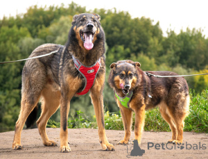Photo №3. Nous recherchons une maison pour deux cœurs inséparables de Connor et Lisa. Fédération de Russie