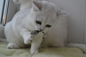 Photo №3. British shorthair. Fédération de Russie