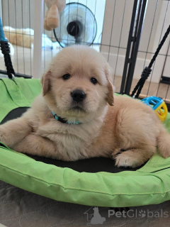 Photo №1. golden retriever - à vendre en ville de Bremerhaven | négocié | Annonce №174965