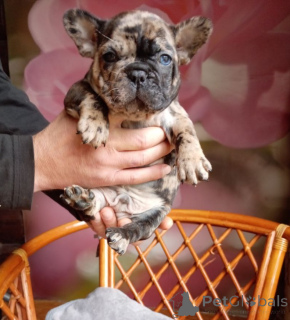 Photos supplémentaires: Mignons chiots bouledogues français.