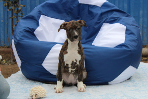 Photo №3. Chiots de l'américain Staffordshire Terrier. Fédération de Russie
