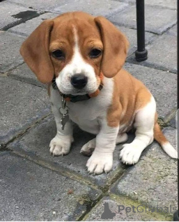 Photo №2 de l'annonce № 161167 de la vente  - acheter à USA 