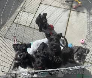 Photo №1. schnauzer géant - à vendre en ville de Amsterdam | 700€ | Annonce №160797