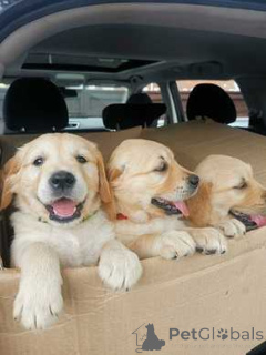 Photo №1. golden retriever - à vendre en ville de Barsel | 484€ | Annonce №174487