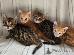 Photo №3. Des chats du Bengal pour des foyers aimants, sociaux et bien élevés. Allemagne