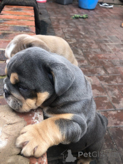 Photo №3. Chiots bouledogue anglais prêts maintenant. Belgique
