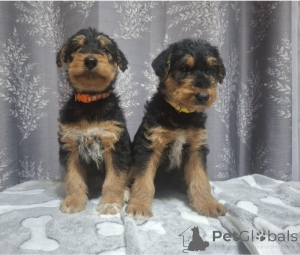 Photo №1. airedale terrier - à vendre en ville de Lègstrup | négocié | Annonce №169944