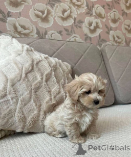 Photo №3. Maltipoo F1 dans Guten Händen. Allemagne