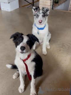 Photo №1. border collie - à vendre en ville de Blankenberge | négocié | Annonce №171703