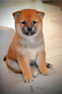Photo №4. Je vais vendre shiba en ville de Kragujevac. éleveur - prix - négocié