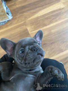 Photo №4. Je vais vendre bouledogue en ville de Berlin. annonce privée - prix - 450€