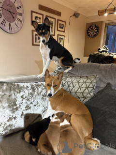 Photo №3. Basenji. Allemagne