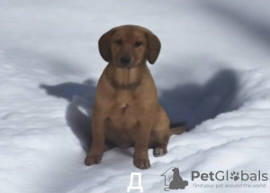 Photo №4. Je vais vendre chien bâtard en ville de Москва. annonce privée - prix - Gratuit