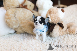 Photo №3. Dean Janet Kay Puppies House. USA