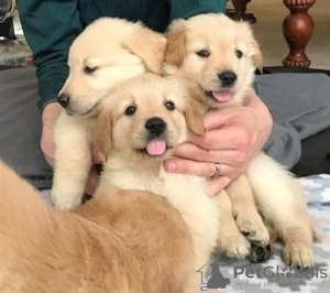 Photo №1. golden retriever - à vendre en ville de Bruxelles | négocié | Annonce №124791