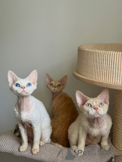 Photo №1. devon rex - à vendre en ville de Berlin | négocié | Annonce № 178111